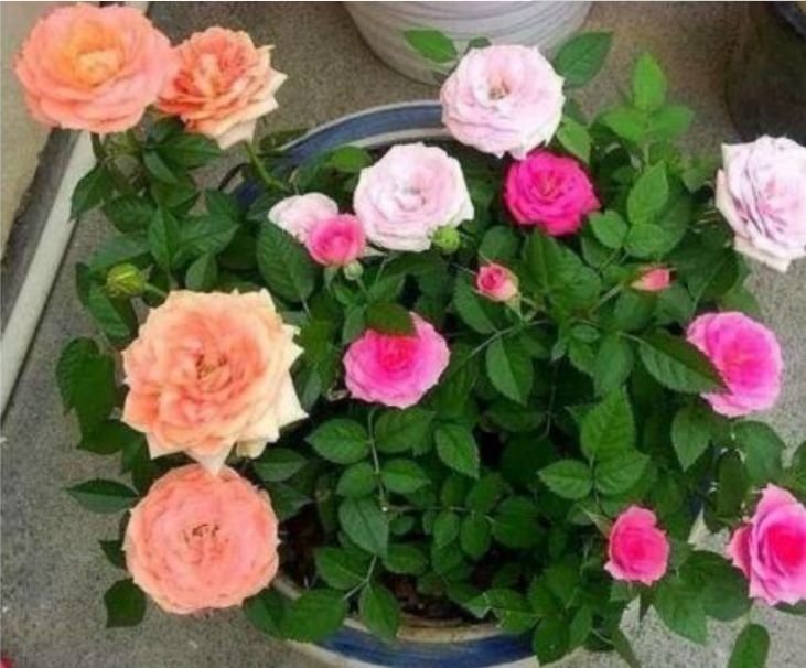 4种福运花,自带福气好养活,人养花,花也养人,家里养真适合