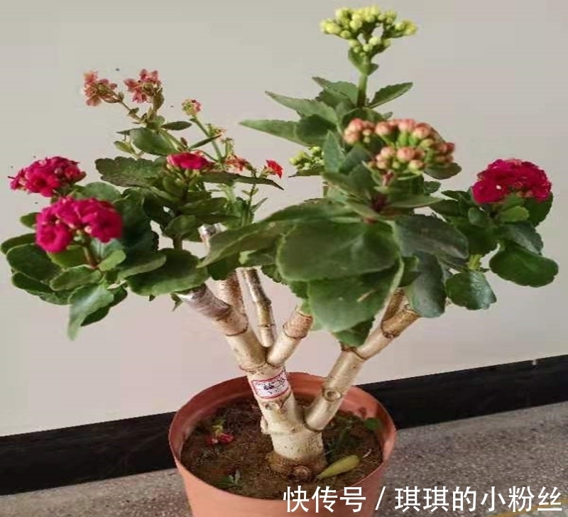管理|立秋后,长寿花要想花苞累累,要怎样管理?