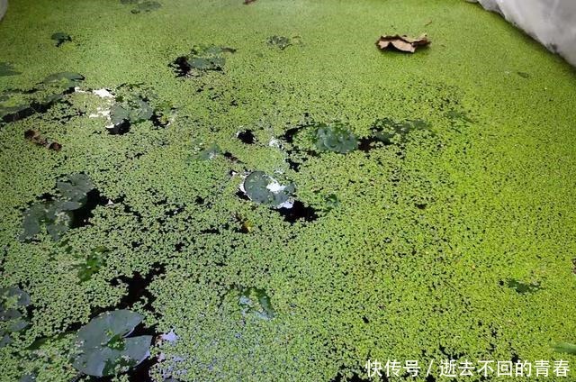 幸福|上千条孔雀鱼在封闭的浮萍下生活着,拨开浮萍全是鱼,它们好幸福