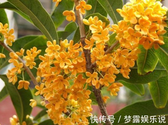 此花是我国的名花，以香气所闻名，金黄色的花朵十分美丽