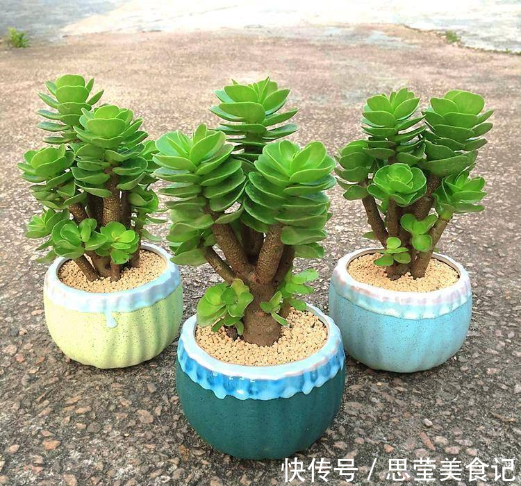 七种带“钱”的花,好看又好养,寓意吉祥,财源滚滚,建议养一盆