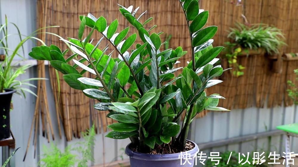 吉祥|适合过年栽种的4种植株，象征着招财吉祥，好看又好养年味足