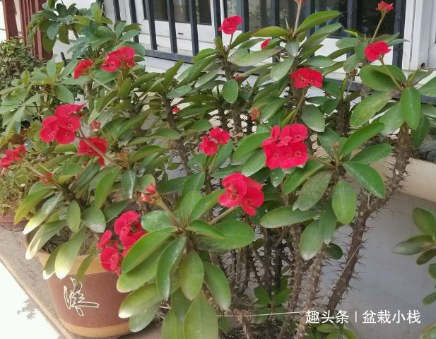 除了月季，此“1种花”也带刺，但观赏价值不低！附养护细节