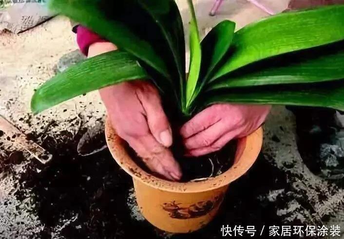 花盆|养君子兰,死记硬背5个要点,啥问题也没有,叶子油绿过年满花箭