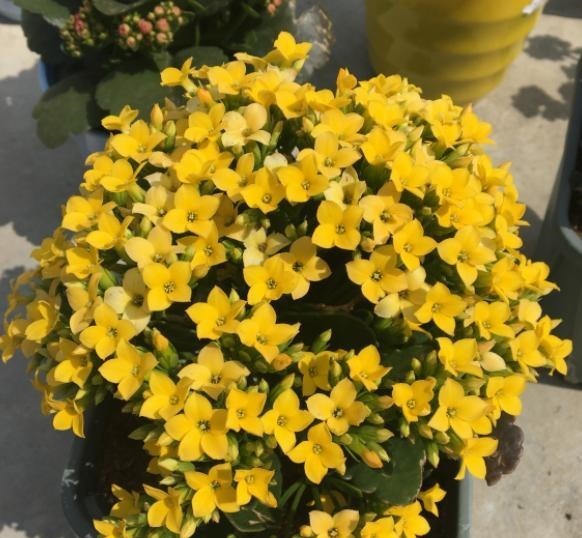 养长寿花,记住2个配土“原则”,不烂根长得旺,次次开花都爆盆