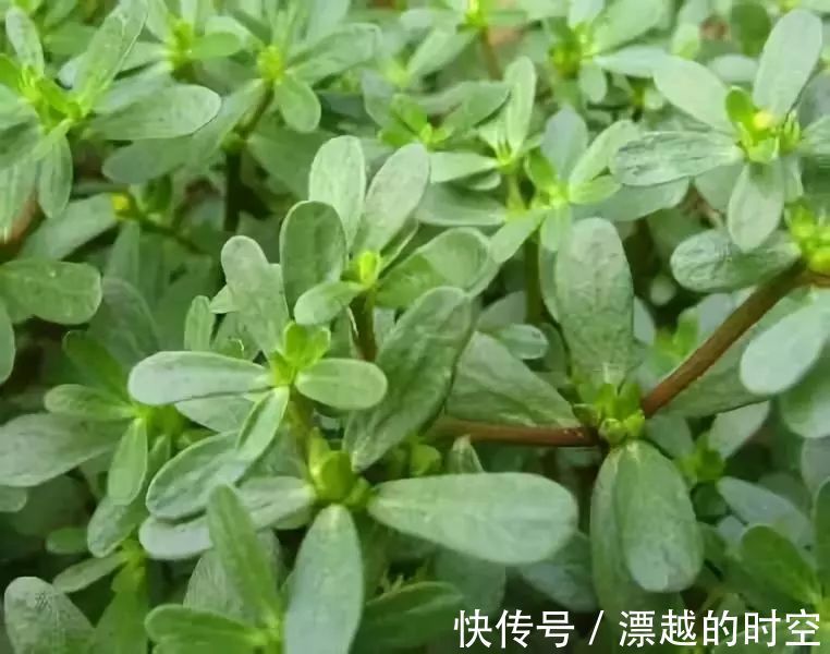 止血|马齿苋,又称五行草、长寿菜!清热解毒、止血,农村最容易找到!