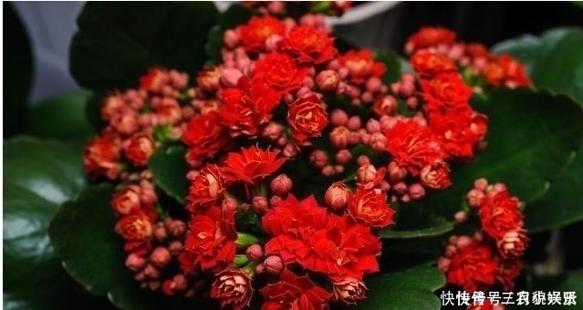 养花|家里养花不要瞎眼!这6种花旺财又养人,有2种花是大忌!