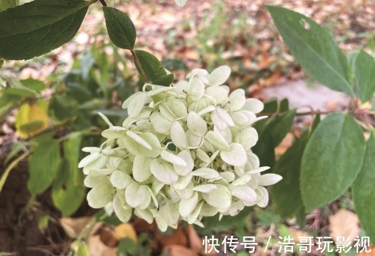 赏果|长春市动植物公园秋色尚好