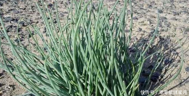 野草|人称“沙葱”，钙、铁、磷含量极高，见到别犹豫，抓紧拿袋收起来