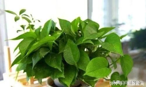 这种过期药片扔花盆里,不管多蔫的花一个劲疯长,不黄叶不烂根