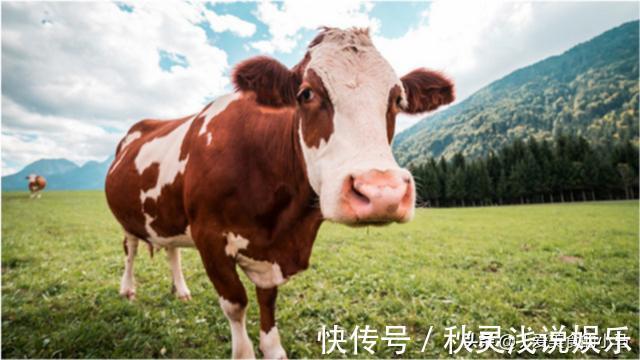 纽约客牛排|为啥中国的牛不做牛排?中国和外国的牛肉区别是这,别傻傻分不清