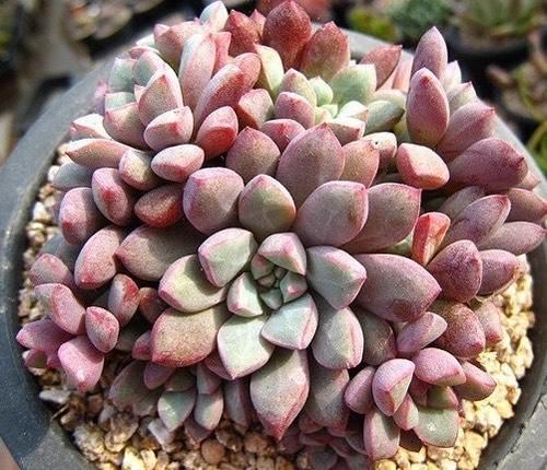 紫珍珠|听名字很贵的5种多肉,其实都是漂亮的大普货,养过的花友都说好