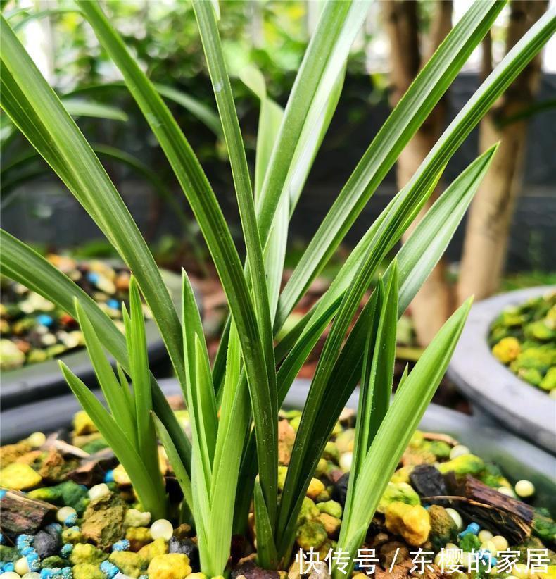 水肥|养兰先养根用这免费料养出粗壮大白根,兰花开花多又香