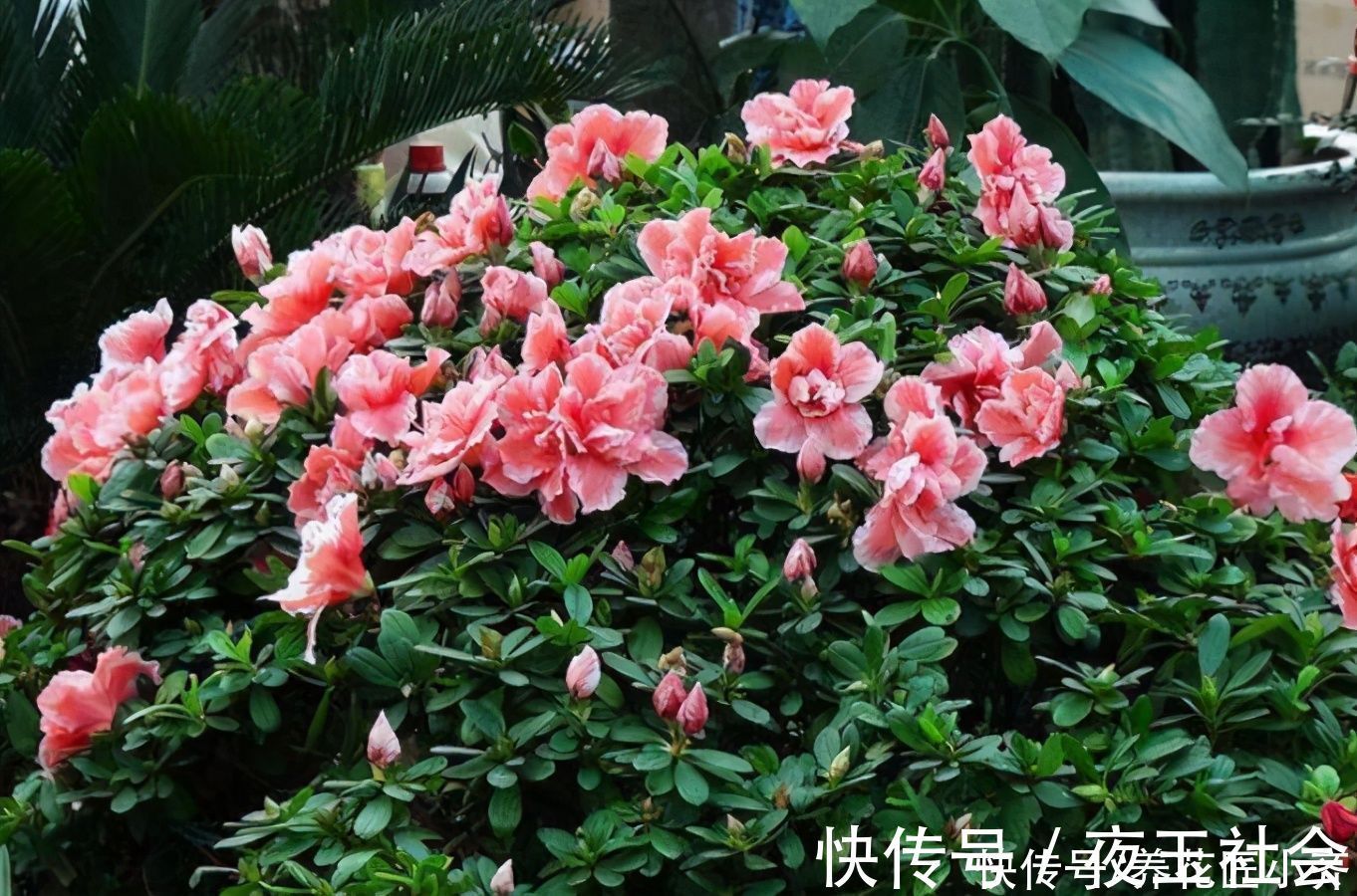 杜鹃花开败后，先做好修剪，使用两种“液体”，新芽又粗又壮