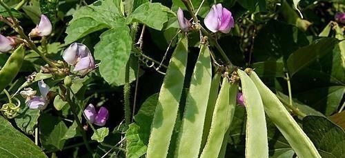 苦瓜|祛湿“最狠”的5种食物，每天吃一点，排出老湿气，身体也清爽了