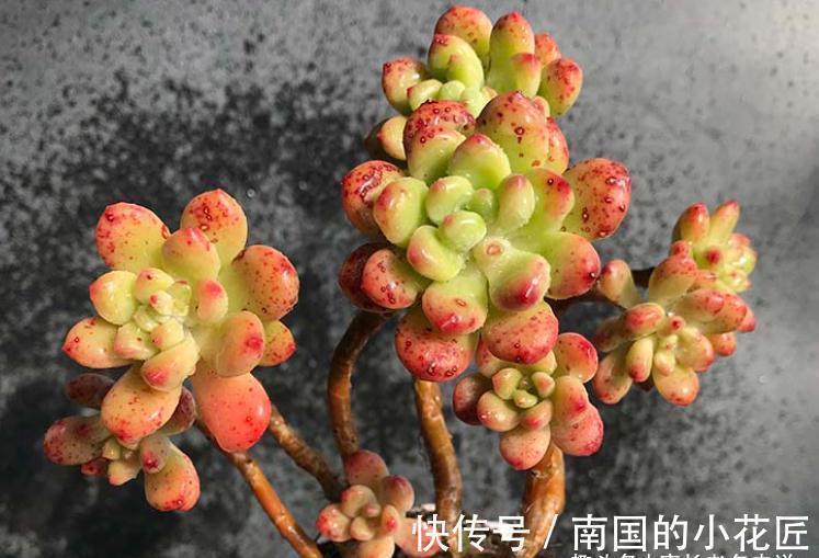 没时间去香格里拉?那养一棵叫香格里拉的多肉吧!味道香香很好闻