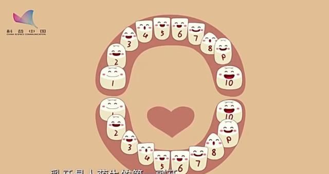 恒牙|6-12岁孩子换牙期,父母困惑可不少:双排牙、锯齿状、缝隙大等