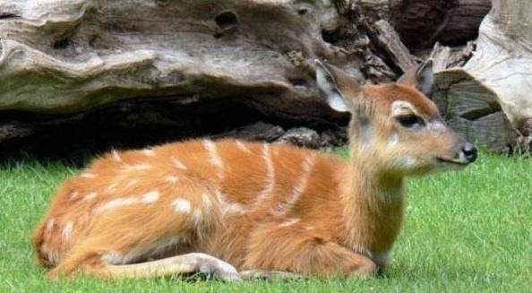 原型|《山海经》中的异兽到底是不是虚构的为何现代社会有相似的原型