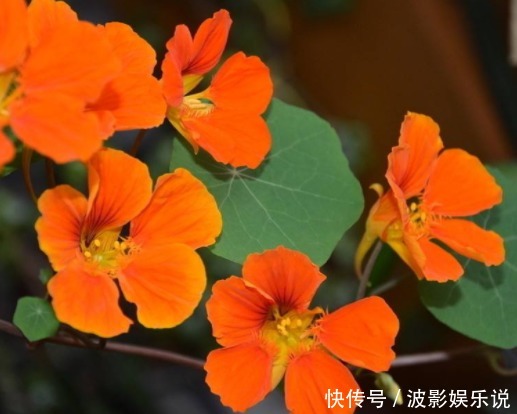 4款不怕热的花，放在阳台一晒，开花一茬接一茬，轻松爆成花海