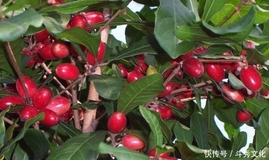 排毒养颜|对女人最好的水果,每天当零食吃几颗,淡化色斑,脸色更红润