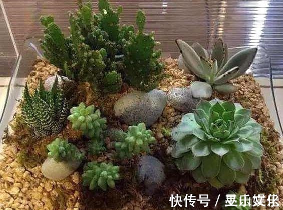 花盆别买了,家里找一找就有,不要的牛仔裤也能当花盆养花