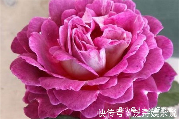 喜欢玫瑰,不如养盆“精品月季” 合唱团,层层花瓣,娇艳优美