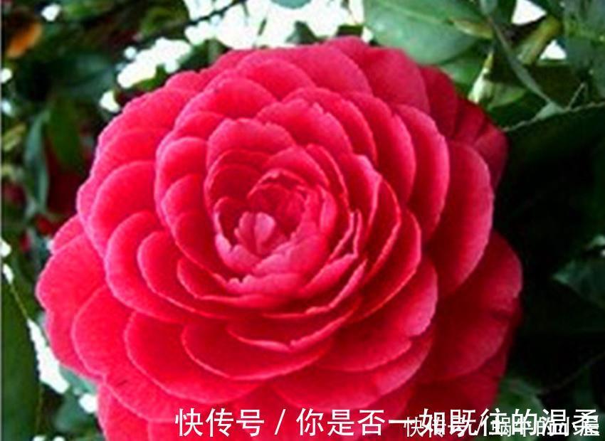 花卉|世上最美最香的两种花，美如西施，香过桂花，养殖简单又容易