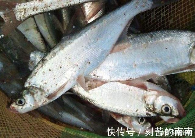 泥鳅钓鱼为什么人人喊打对鱼伤害究竟多大两天钓空一个大水库