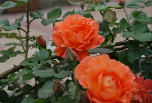 想轻松爆盆就养这款花,花开满园,颜色艳丽,满满都是香味,完美