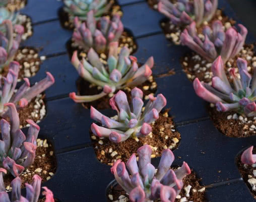 多肉丘比特怎么养教你3个小妙招，养出红润艳丽的丘比特