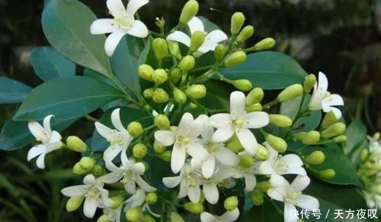 阳台养这几种花,好养易开花,开花速度快,个个美的出奇!