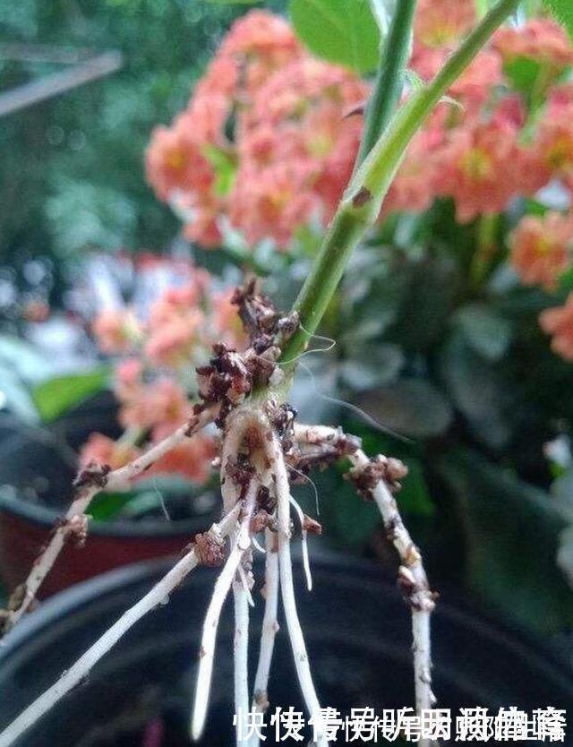扦插月季不生根？用这捂一捂，过几天“冒白根”，变成月季大户