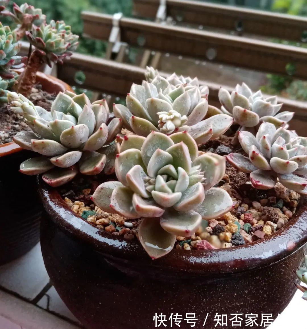 花苞|天热了，20种花最怕浇水，浇得越多，死得越快！