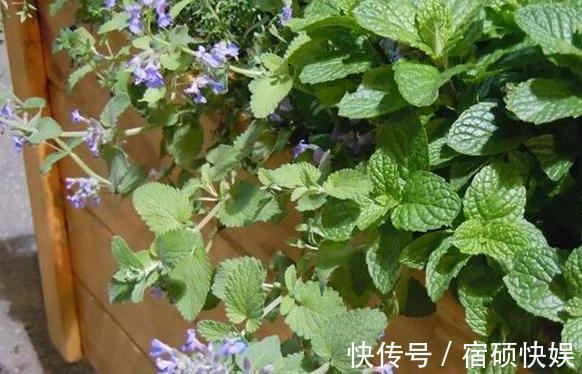 卫生间''除异味''大招放置3种绿植除臭，居家环境更舒适