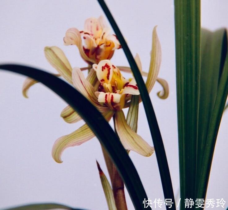 干枯|兰花翻盆：两花不翻、两水不浇、两肥不施，你做对了吗