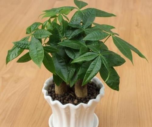 光照|家里不要乱养花,这3种植物,养人又旺财,聪明的人都在养!