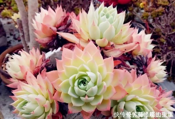 阳台上|给多肉盆栽浇水,寒冬谨记此3点,不怕冻不烂根,越冷越出状态