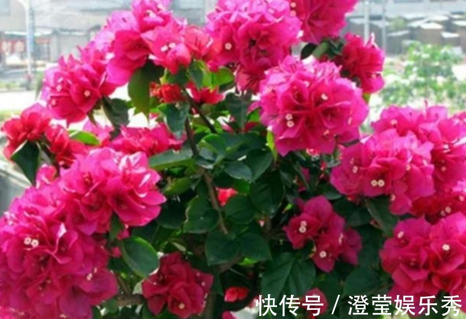 3种花深受花友的喜欢,开花爆盆很简单,一次开花300朵