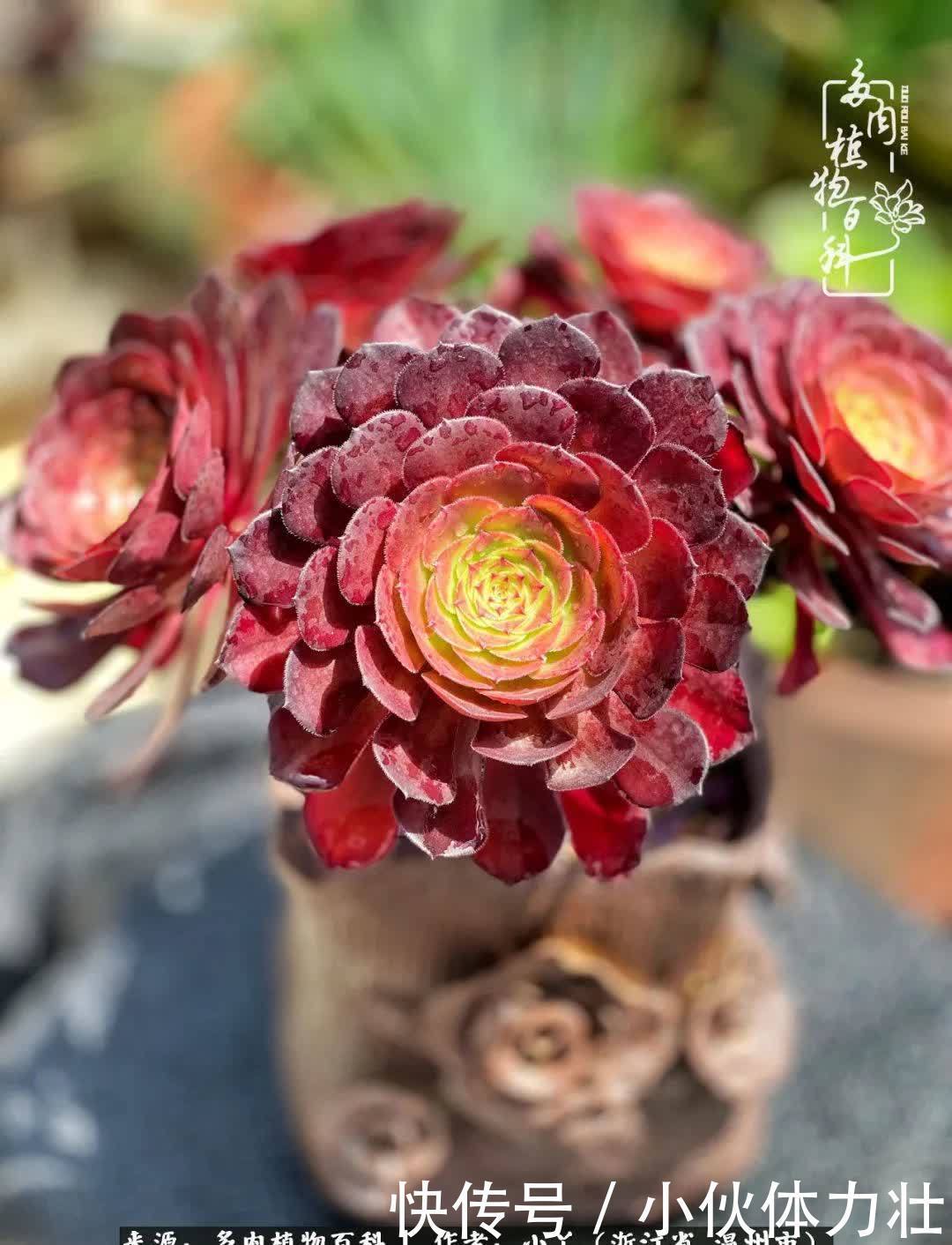 多肉|繁华落幕尽铅华,姹紫嫣红刹那,余生不长,因爱而芳华!