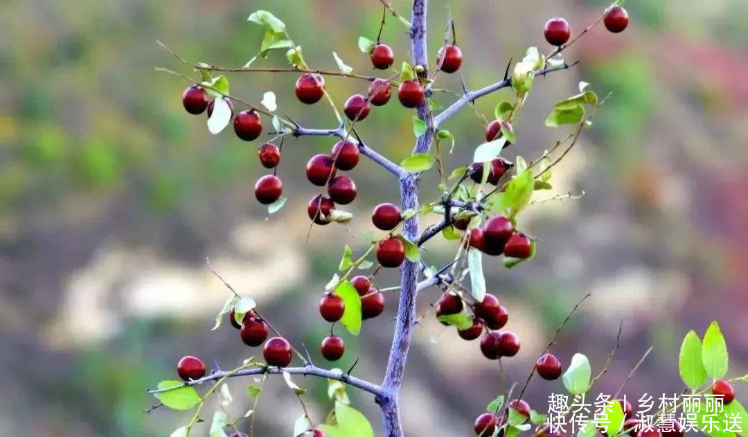 果实|山里的野果是农村童年最珍贵的零食,吃过的至少是90后