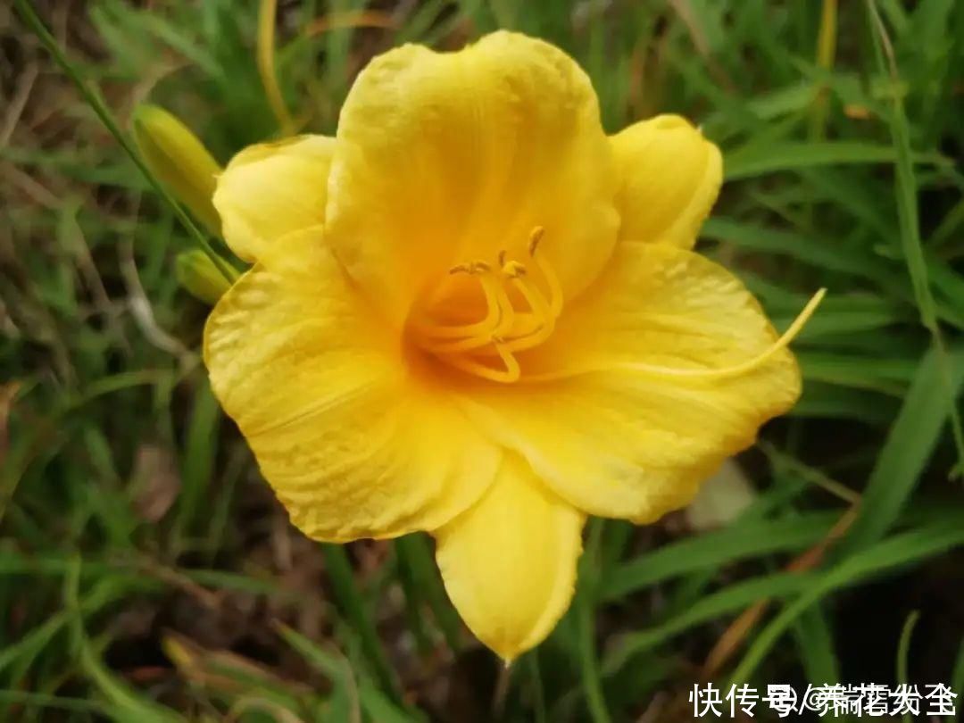太阳|6种花，命里带“金”，太阳一照金灿灿