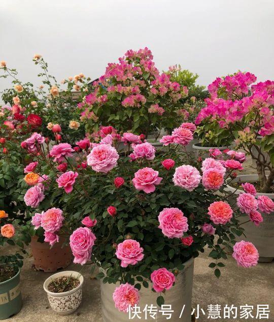 虎皮兰|这5种花不过时,深受阳台党的喜爱,首次养花可参考