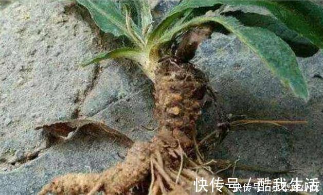 草药|可惜了农民曾用它来喂猪,不知煲汤最靓,如今被称为“土人参”