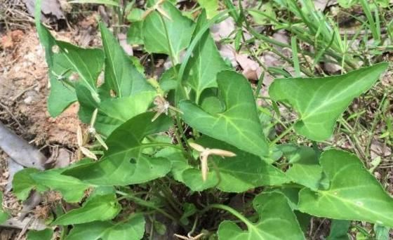 山林里常见的“蛇头草”,人们避而远之,其实药用价值高,望周知