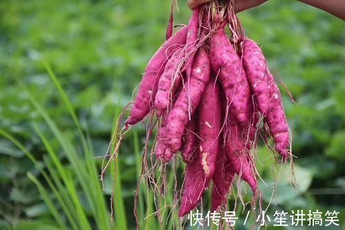 降血糖|红薯、山药、土豆，糖尿病患者吃升血糖还是降血糖？要抽空看看