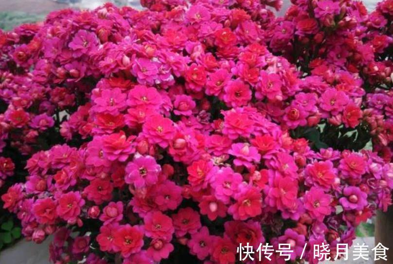 新手须知：秋冬养长寿花，5个要点要谨记，做好了才能早开花