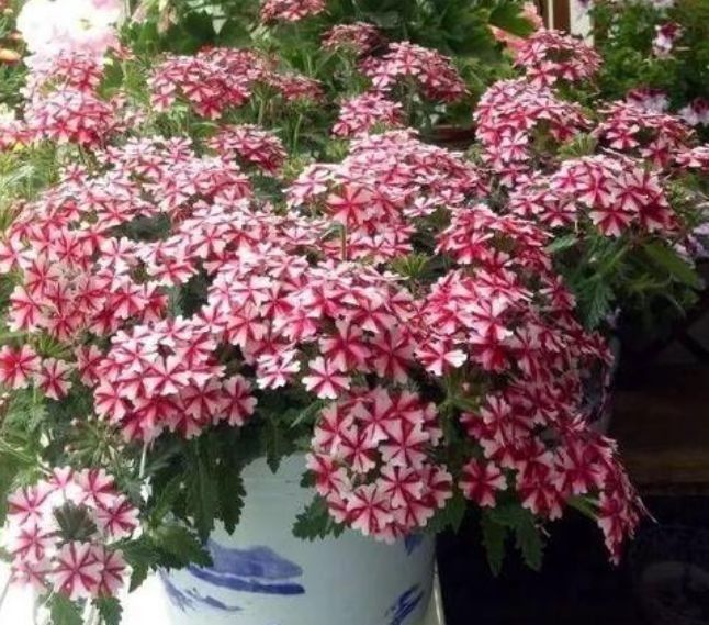 此款花卉,花艳易爆盆,花姿妖娆,四季繁花似锦,姿色艳丽