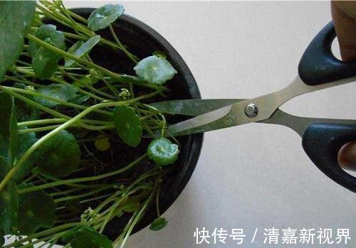 新叶|铜钱草造型不受控制直接剪成光头,加点特效肥,没几天长新叶