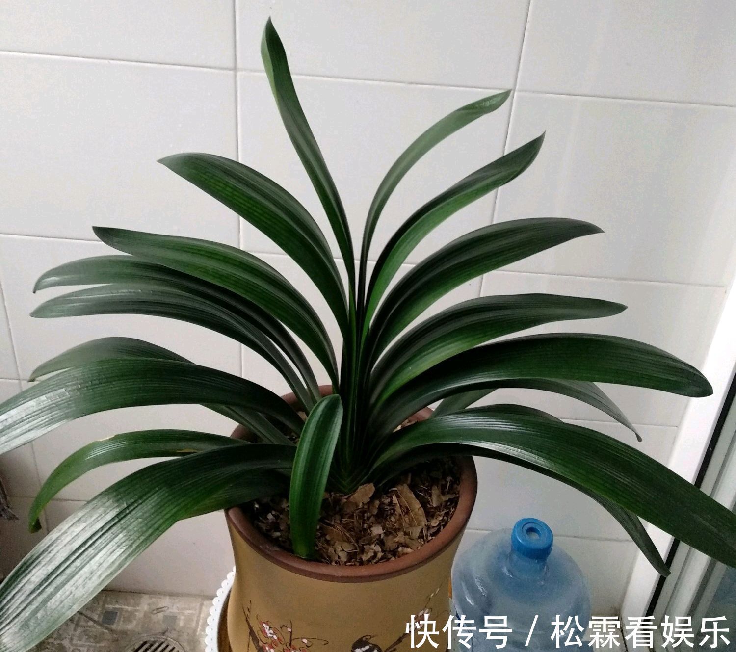 君子兰叶片发黄乱糟糟只需换个位置,叶片绿油油,规律似蒲扇