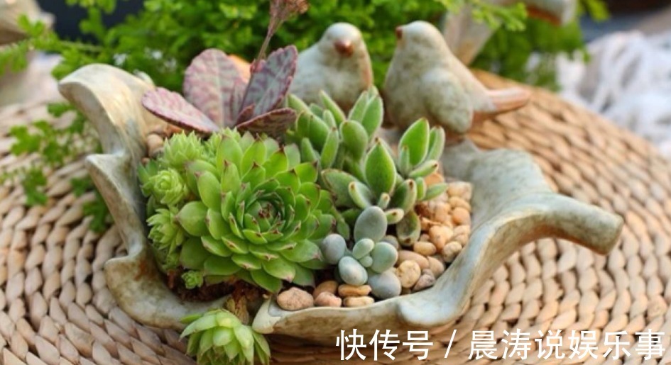 呼声最高的新人盆栽多肉,养殖期间注意此3点才不出问题